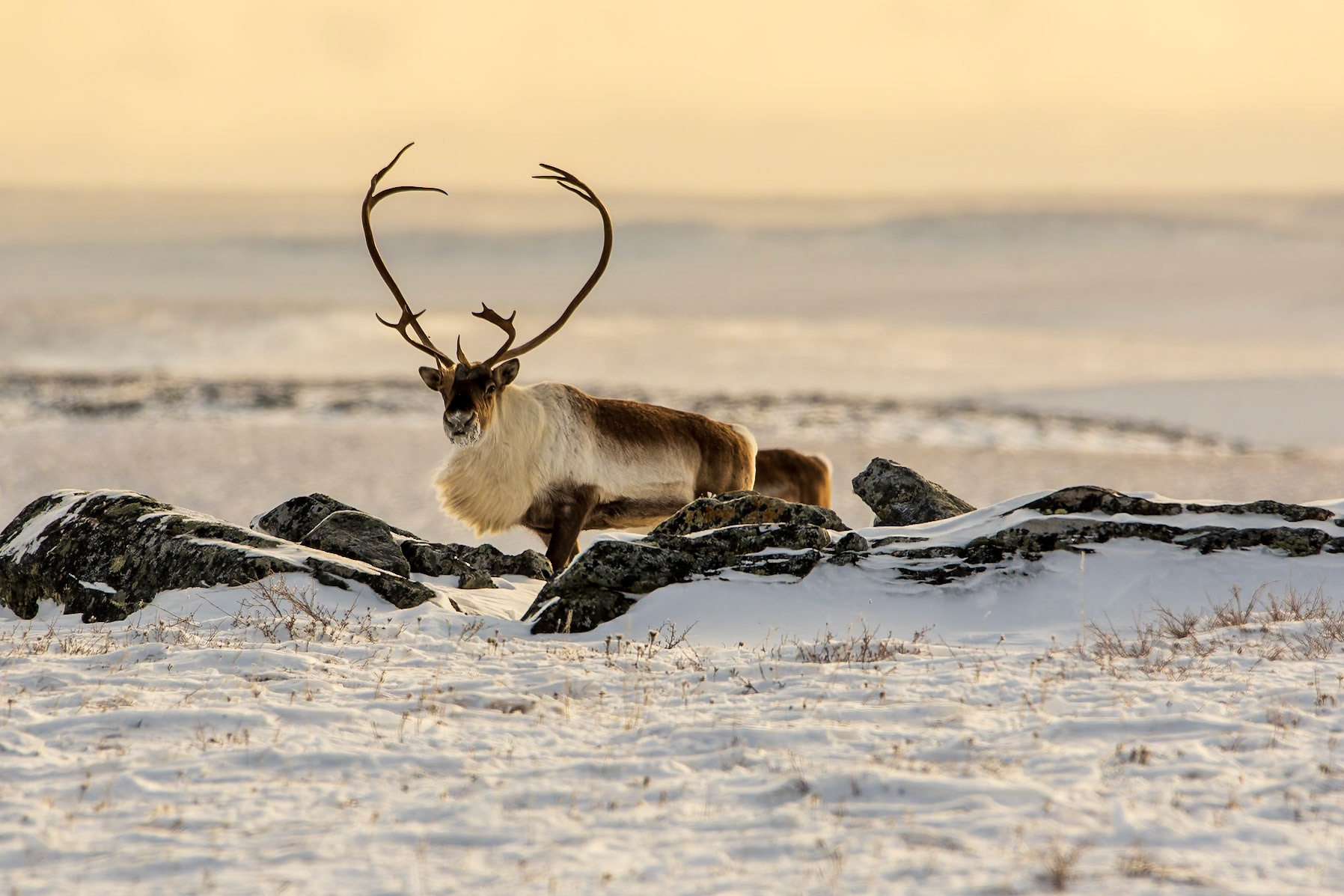 A lone bull barren-ground caribou wanders ahead of the migratory herd.