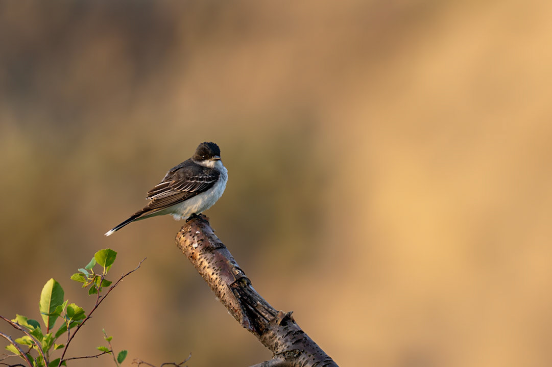 Eastern kingbird in Dinosaur Provincial Park, Alberta.