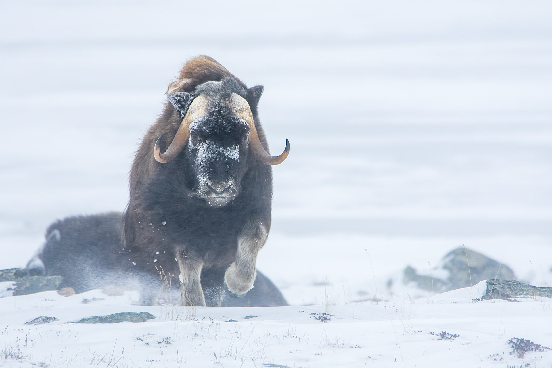 Musk ox stomping across the frozen tundra.
