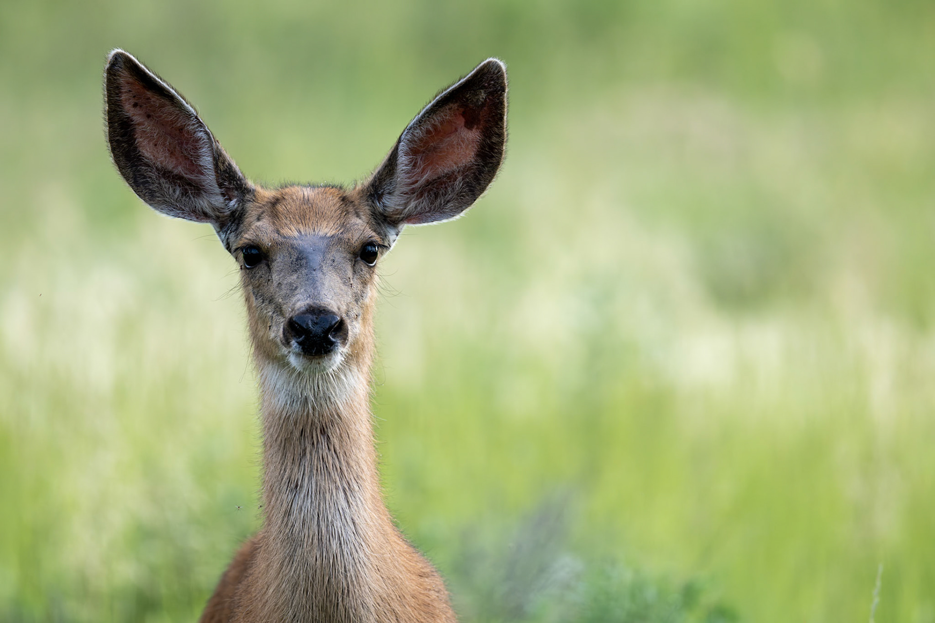 White-tailed deer in Dinosaur Provincial Park, Alberta.