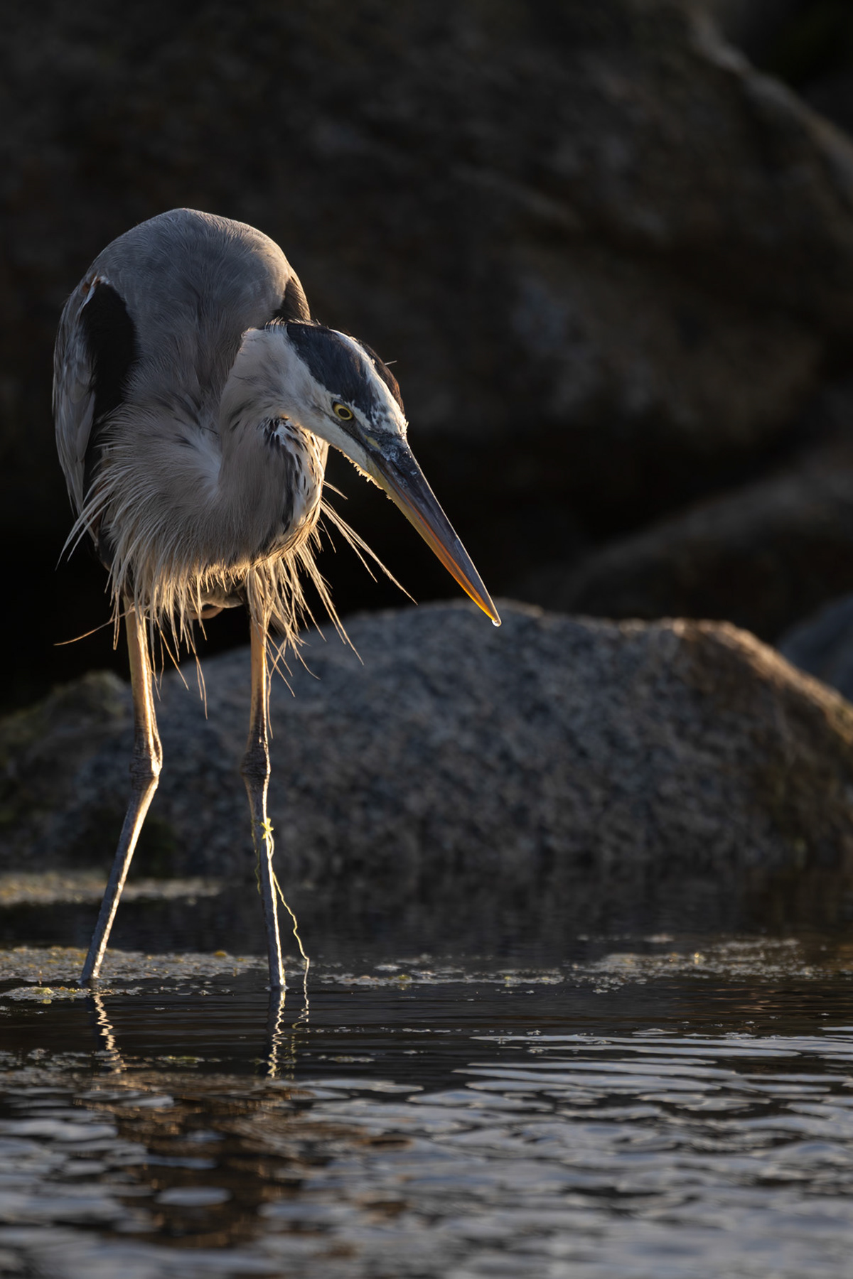 Great blue heron at Peggy's Cove, Nova Scotia.