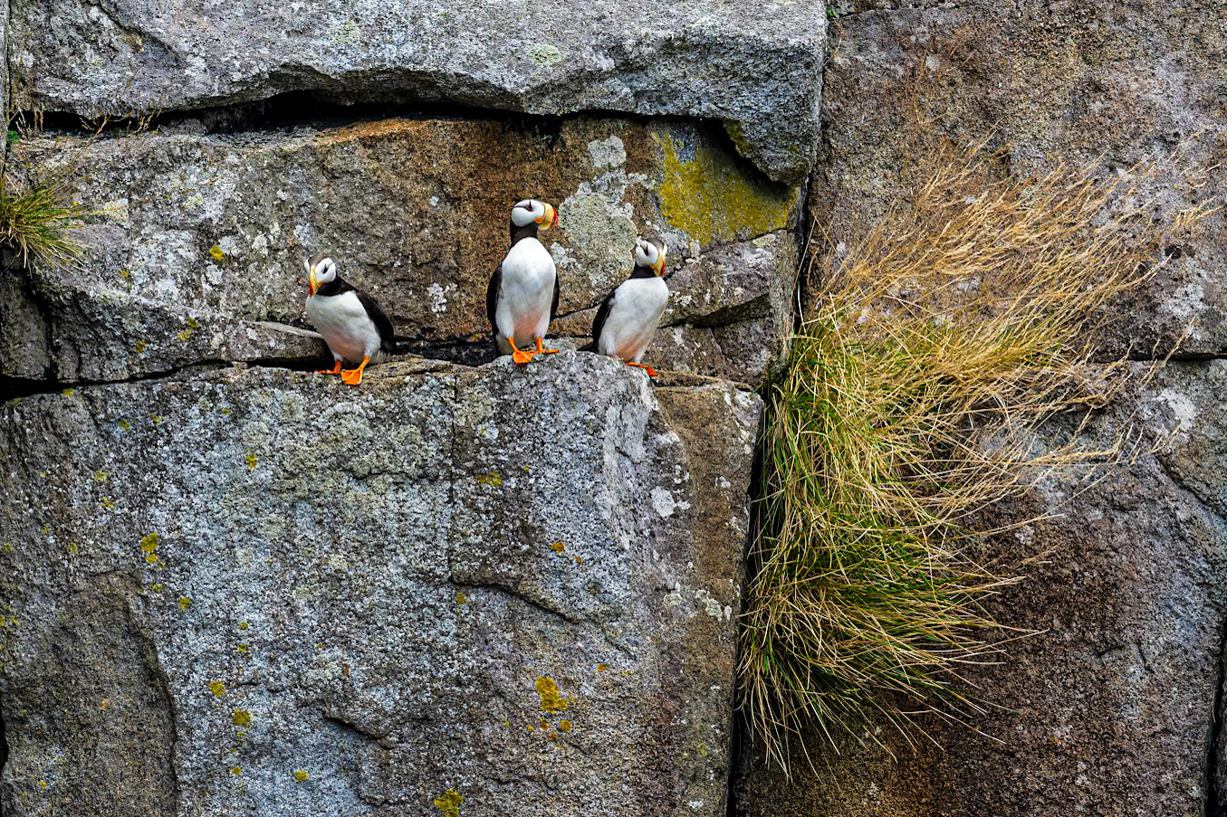 A trio of tuffted puffins gathered along a cliff edge preparing to fly.