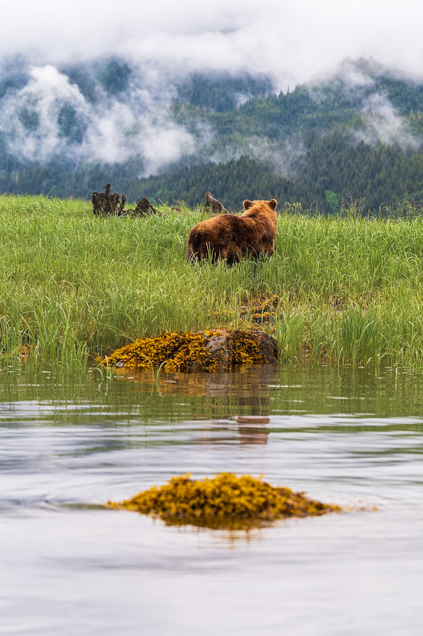 Grizzly bear looks deep into the expanse of the Khutzeymateen Inlet.