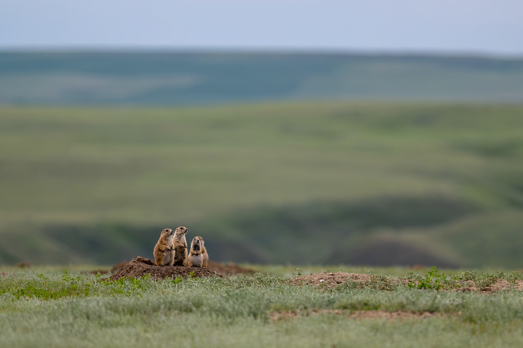 Black-tailed prairie dog family group, Grasslands National Park - West Block, Saskatchewan.