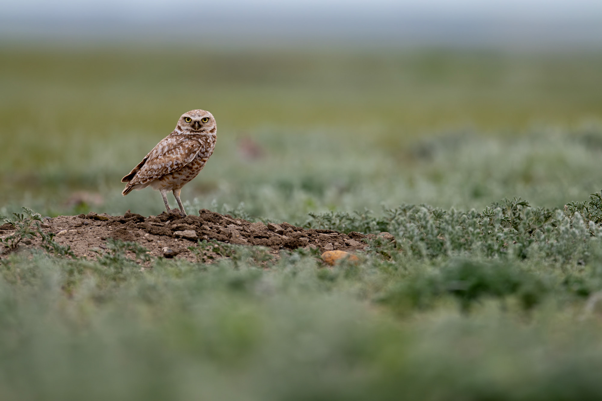 Burrowing owl, Grasslands National Park - West Block, Saskatchewan.