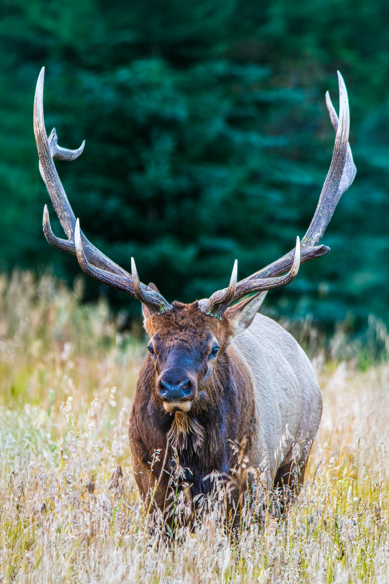 Bull elk strolls prouldly towards his harem of females.