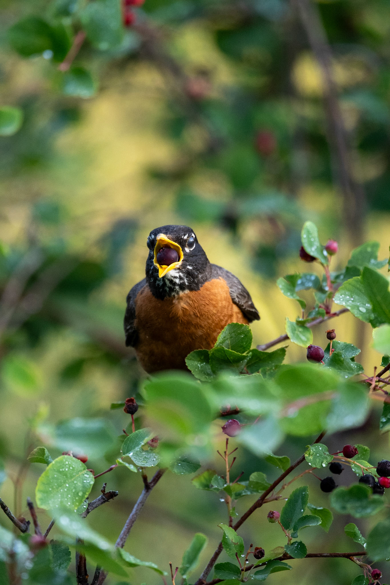 American robin in Dinosaur Provincial Park, Alberta.