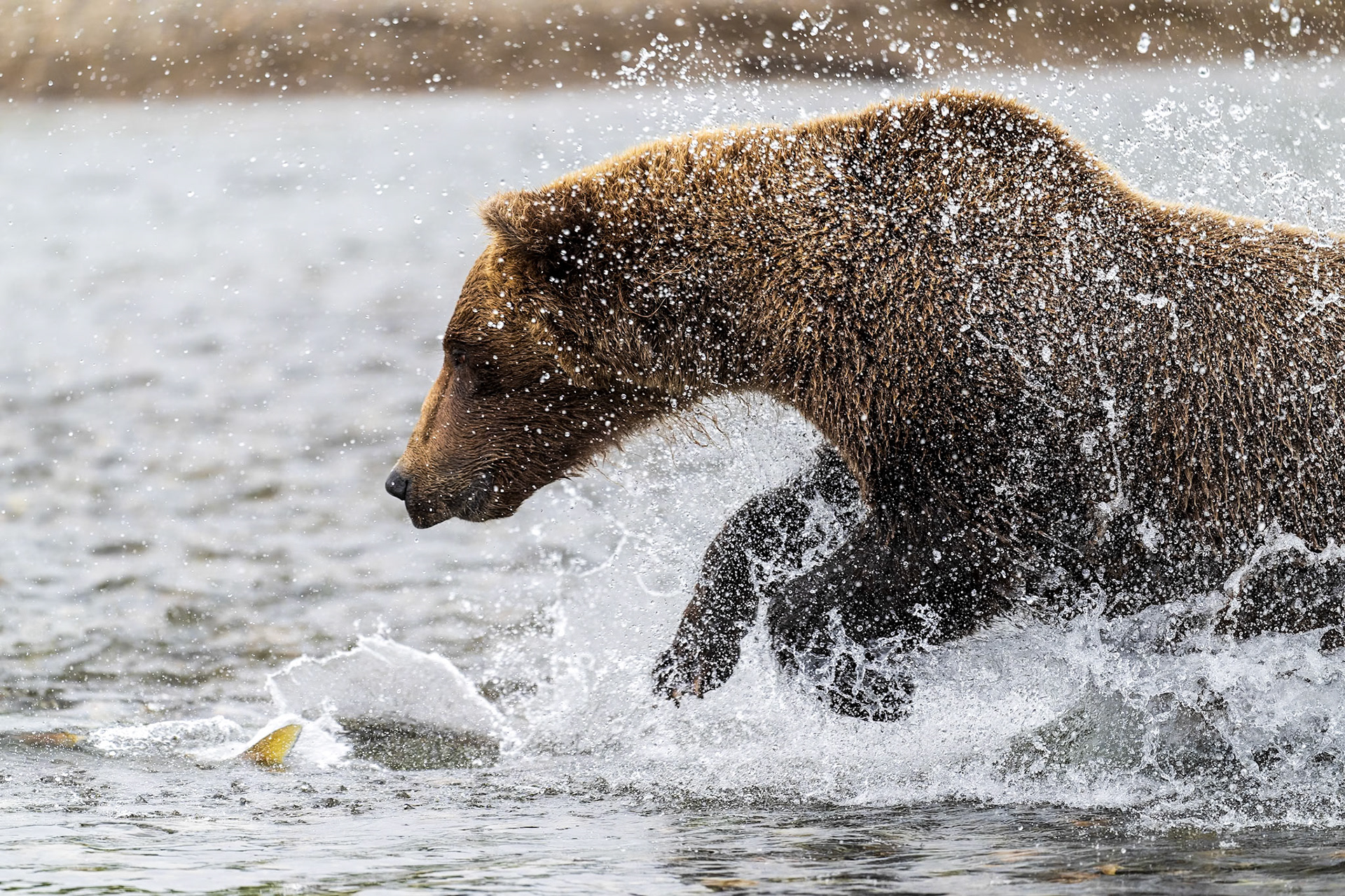 Sow grizzly chases a salmon through a river along the coast of Katmai National Park.