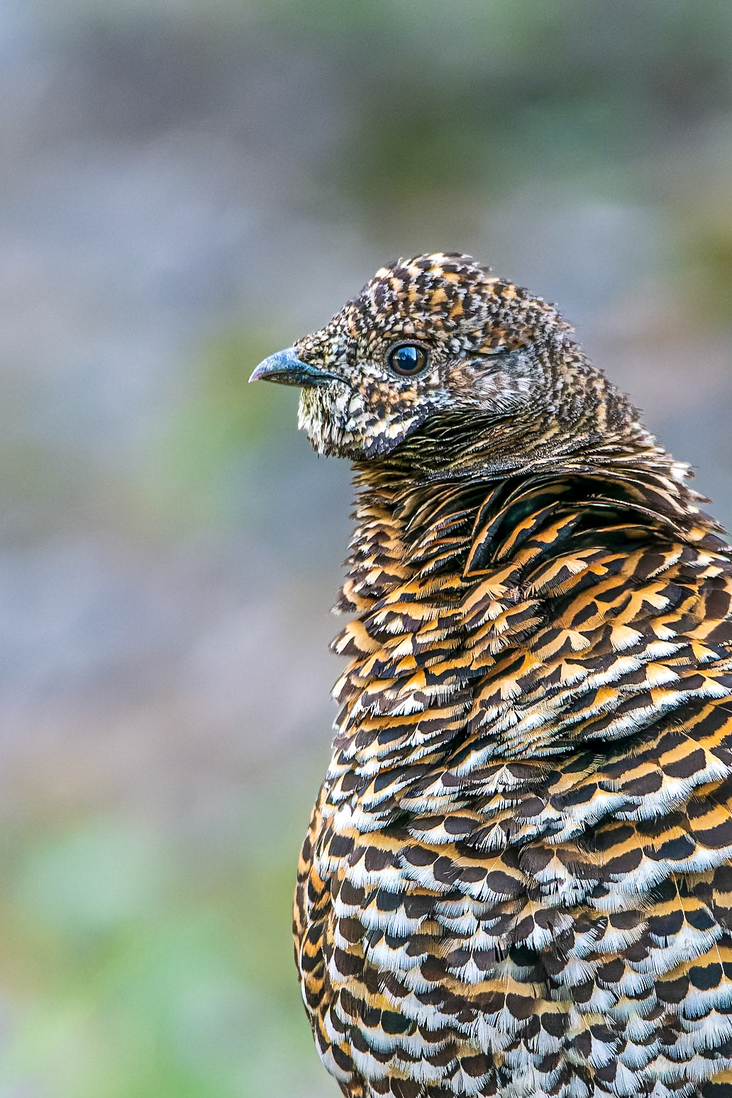 Spruce grouse