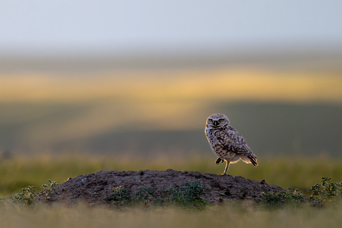 Burrowing owl, Grasslands National Park - West Block, Saskatchewan.