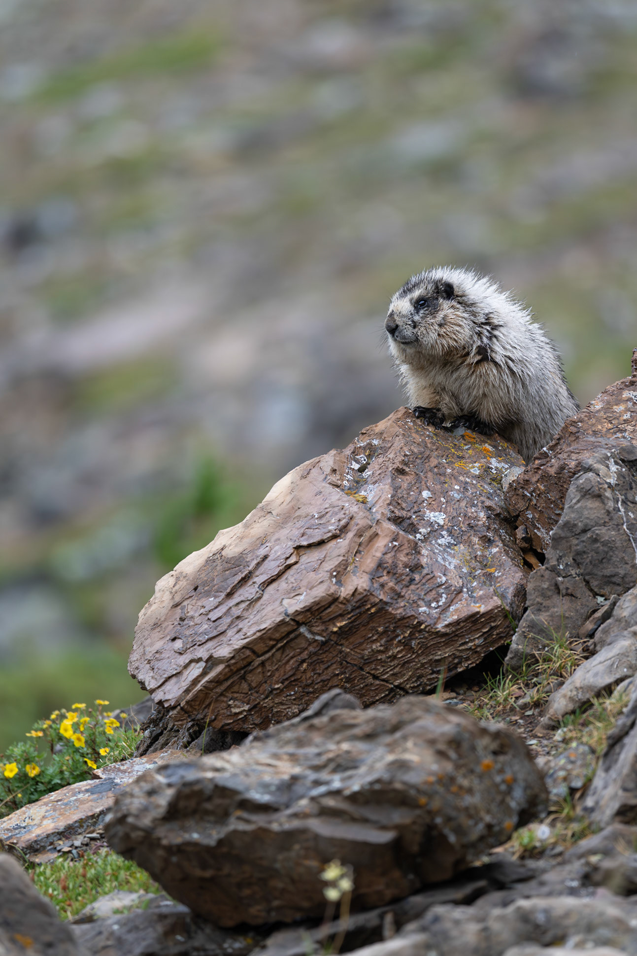 Hoary marmot in Waterton National Park.