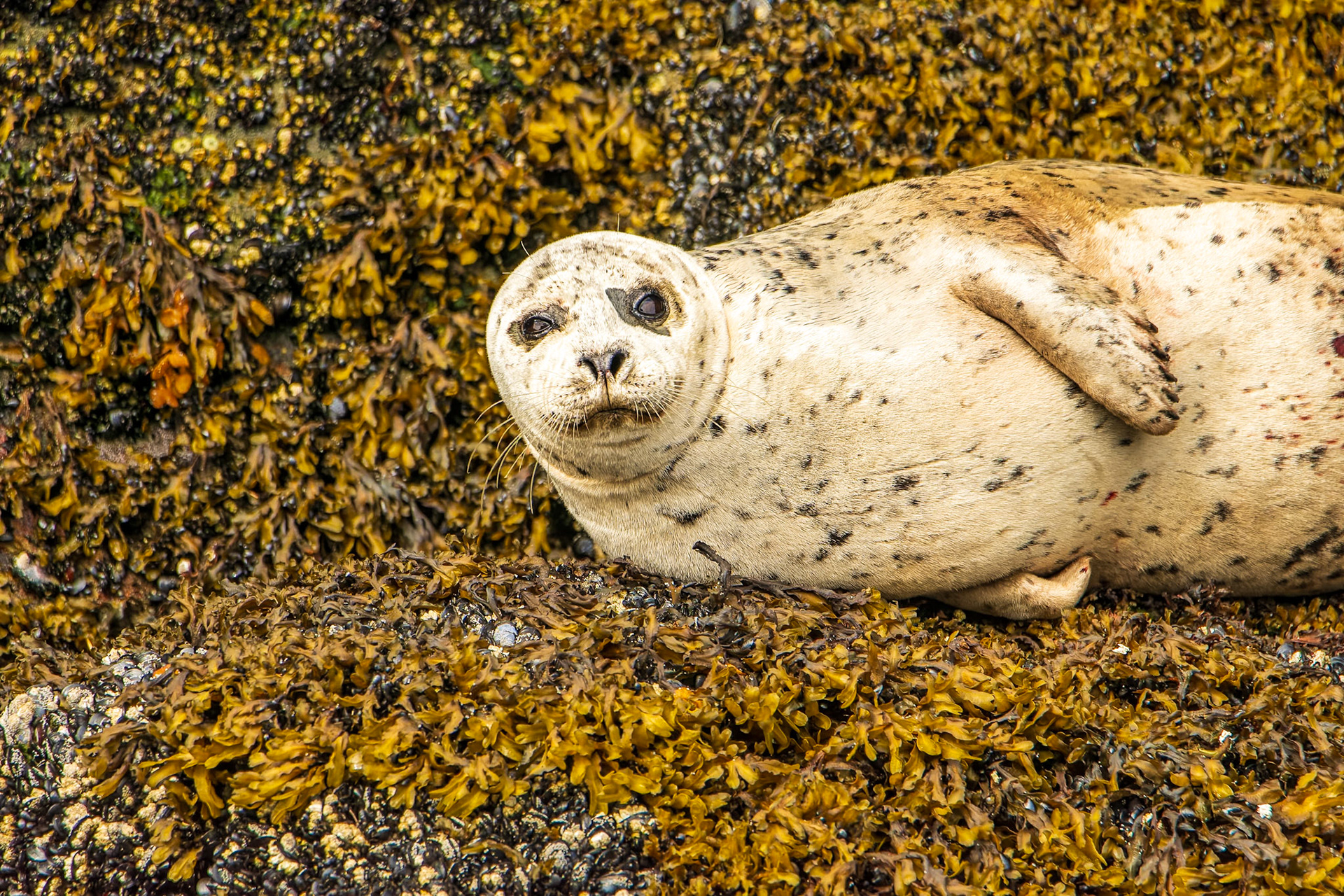 Harbour seal resting along the exposed rocks at low tide in the Khutzeymateen Grizzly Bear Sanctuary.
