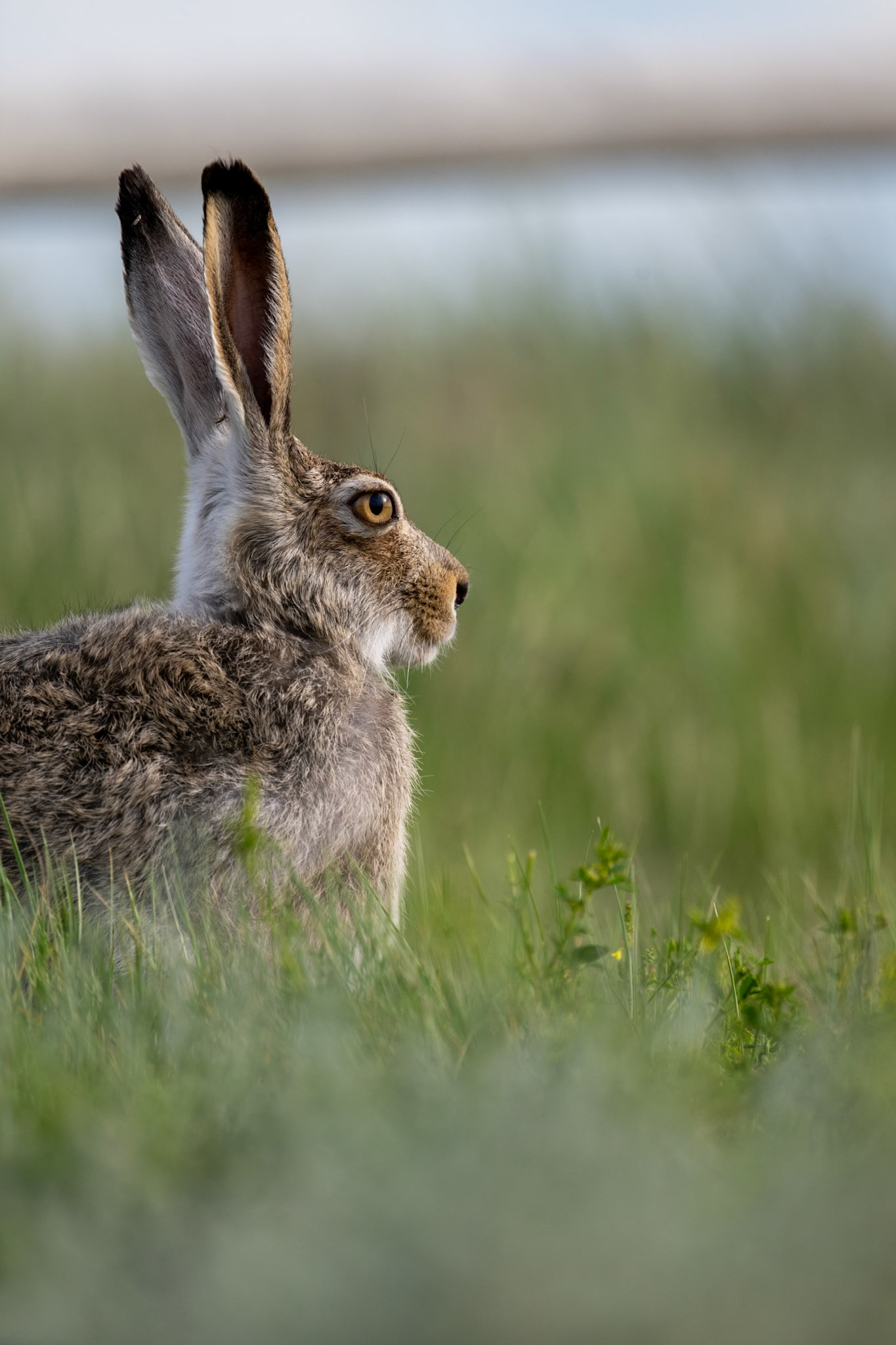 White-tailed jackrabbit, Grasslands National Park - West Block, Saskatchewan.