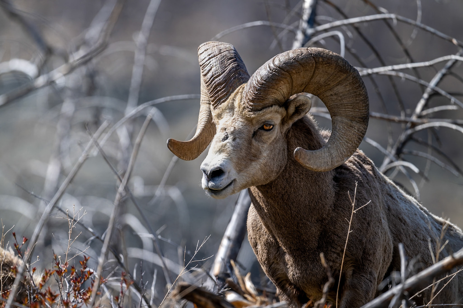 Bighorn sheep ram, Waterton Lakes National Park, Alberta.