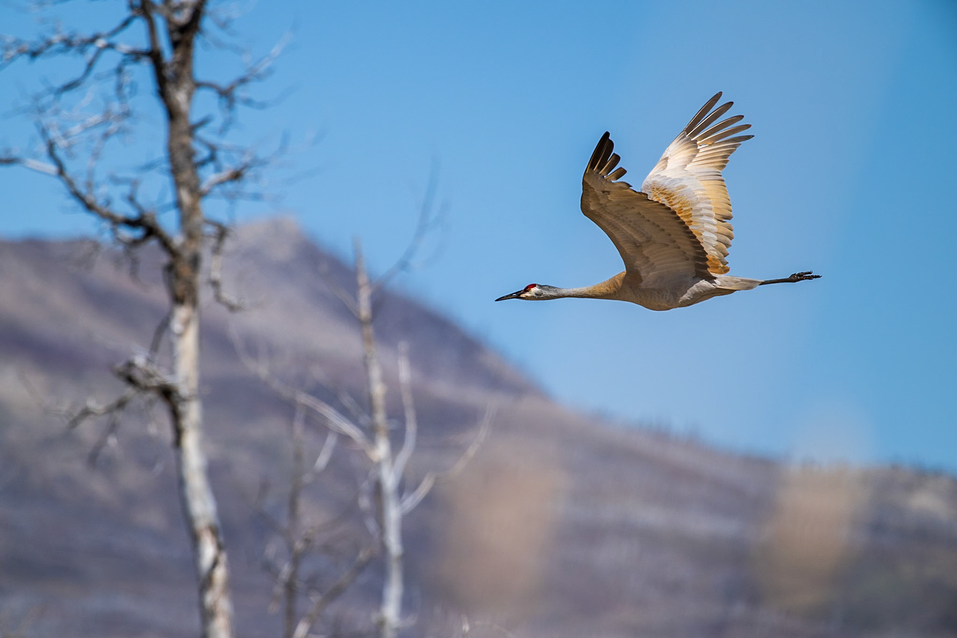 A migrating sandhill crane taking off from Maskinonge wetlands in Waterton Lakes National Park, Alberta.