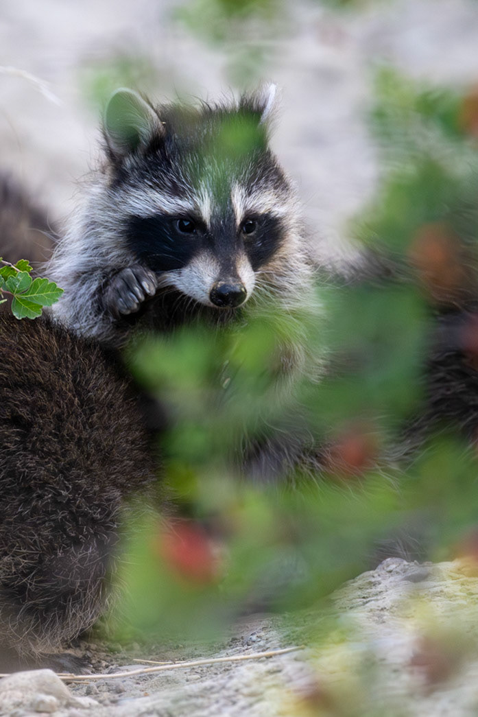 Raccoon in Writing-on-Stone Provincial Park in Alberta.