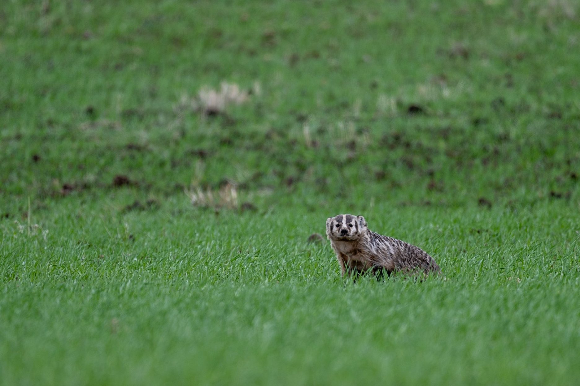 American badger, southern Saskatchewan.