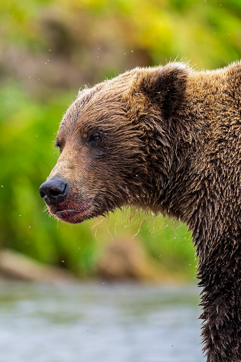 A sow grizzly looks up from a freshly killed salmon.