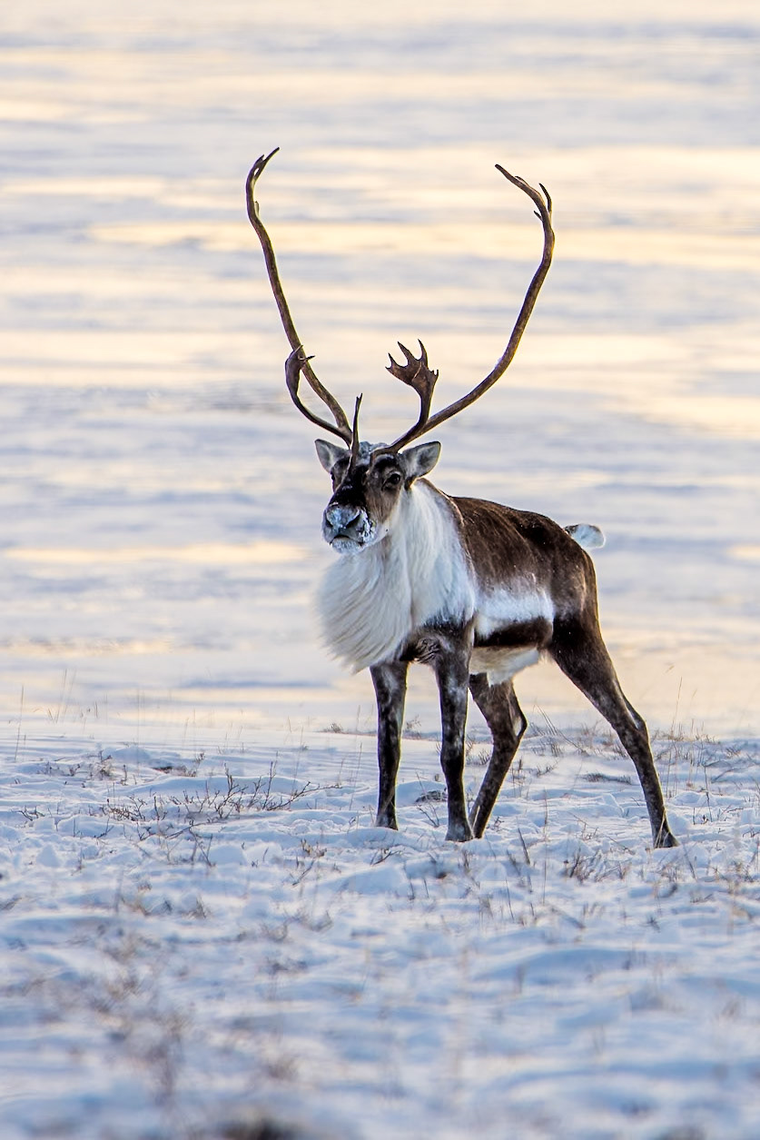 Barren-ground caribou bull during fall migration in the Canadian arctic.