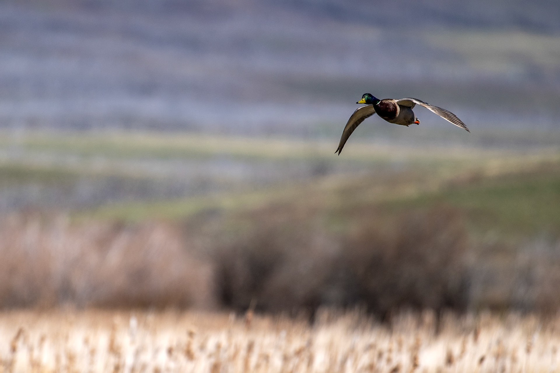 A mallard preparing for arrival in a wetland in Waterton Lakes National Park, Alberta.