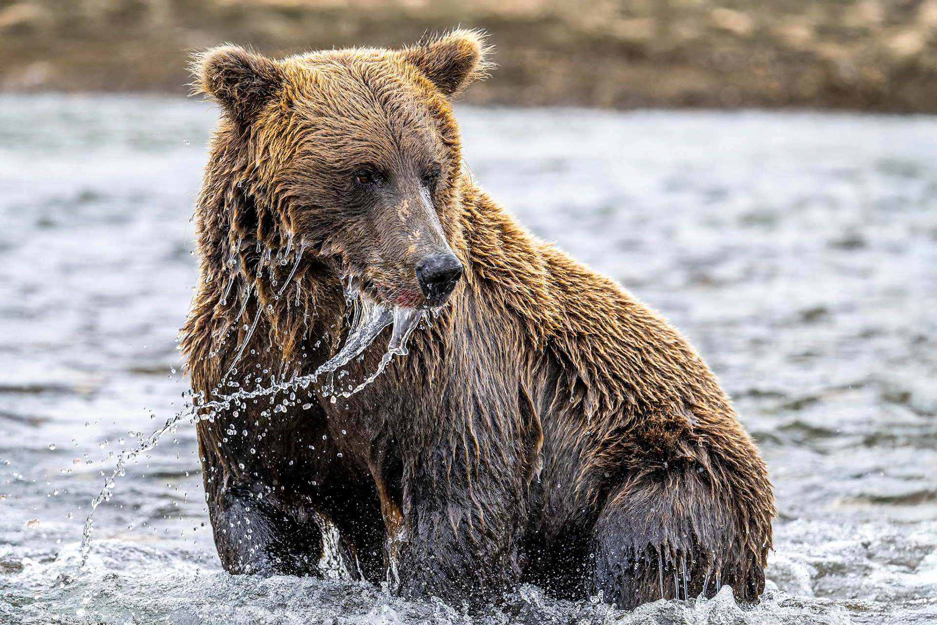 Grizzly bear along the coast of Katmai National Park emerges from a river after an unsuccesful attempt to catch a fleeing salmon.