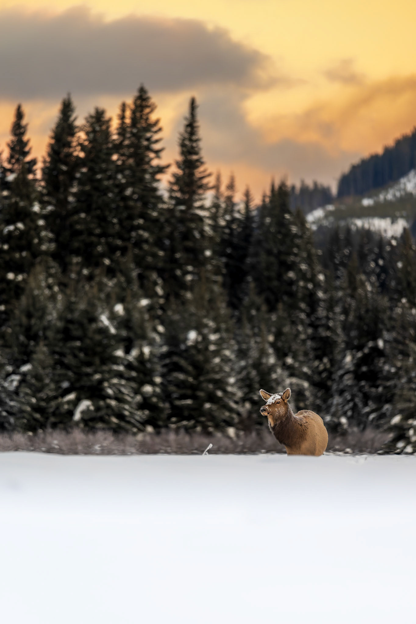Elk forages in deep snow against a rocky mounain sunrise.