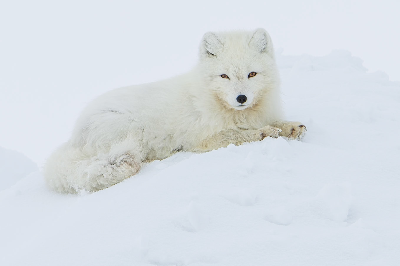 Arctic fox resting atop a pile of snow.