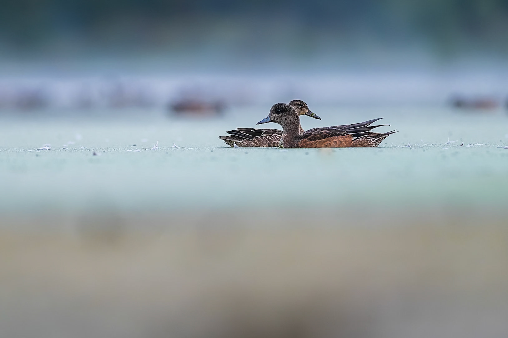 American wigeon and blue-winged teal drifting along a calm pond in central Alberta.