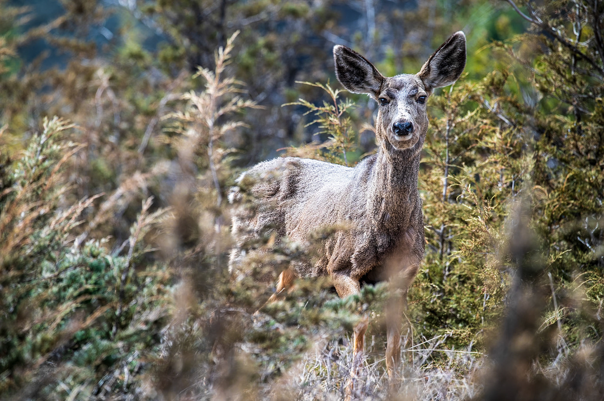 Mule deer emerges from the edge of a forest.