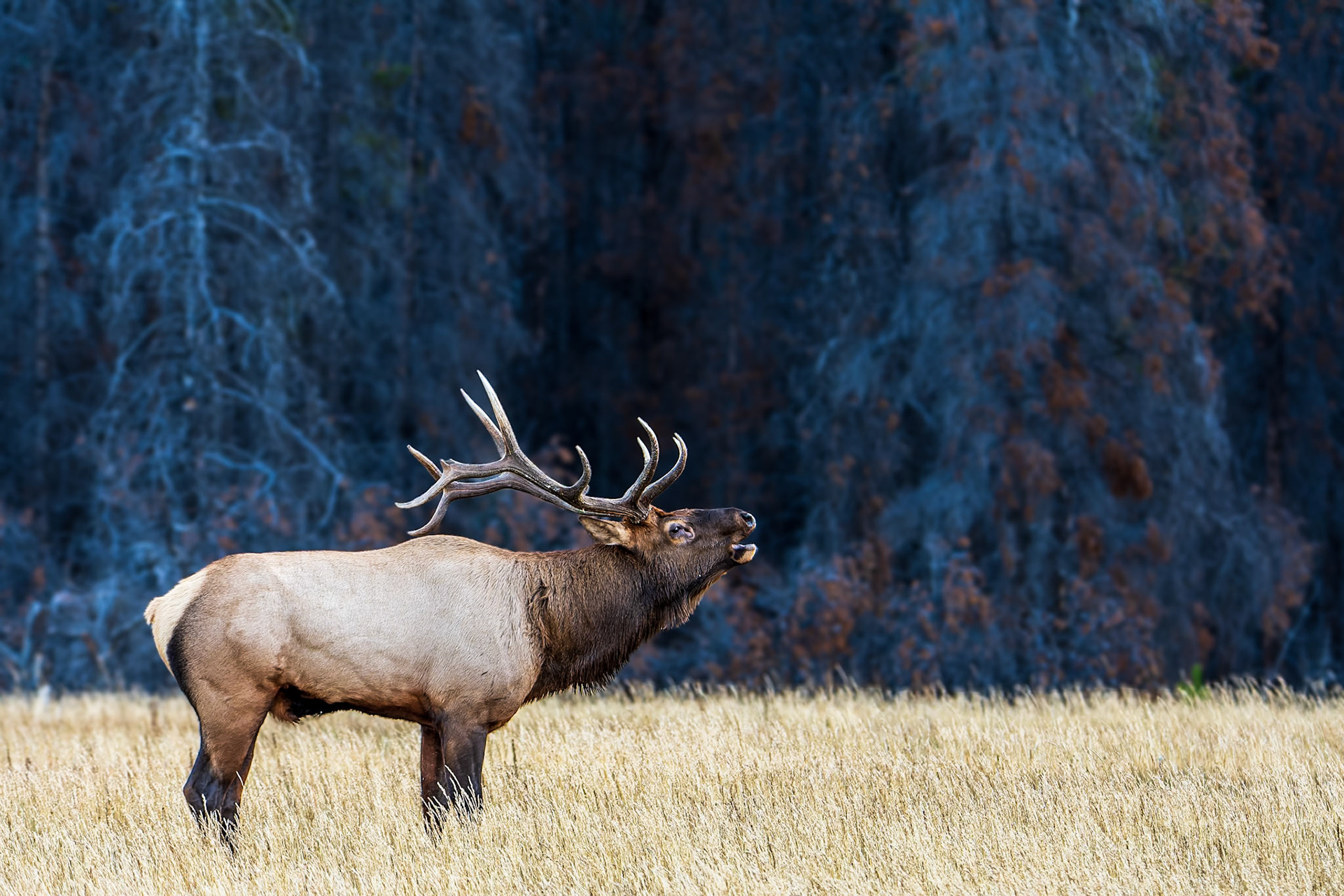 Bull elk bugling during the fall rut.