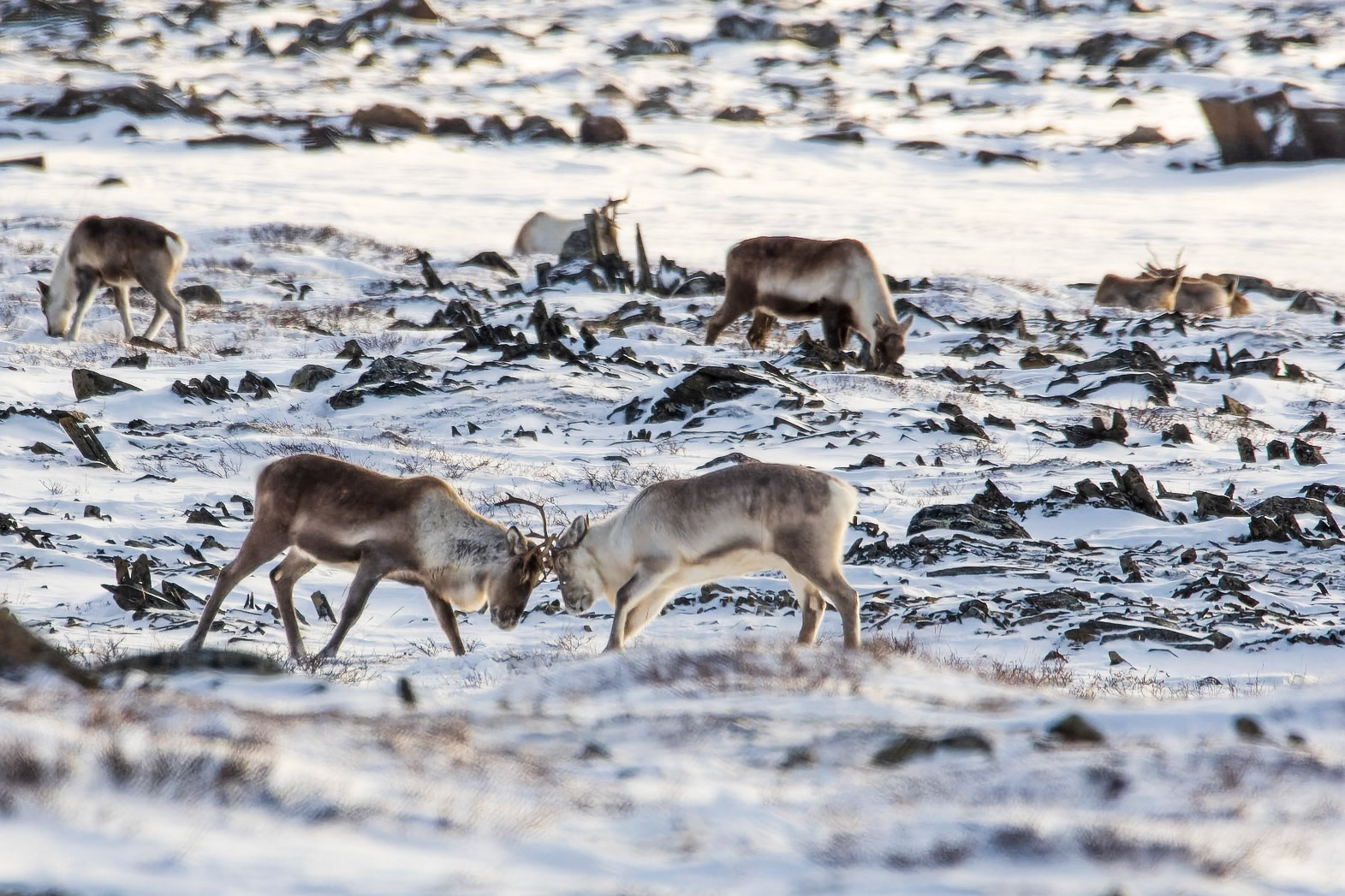 Barren-ground caribou sparring.