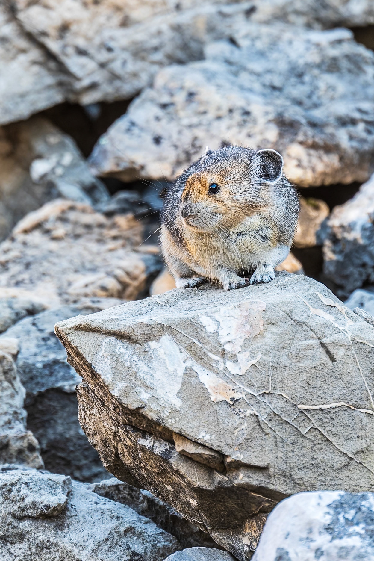 Pika emerges from a talus slope in eastern British Columbia.