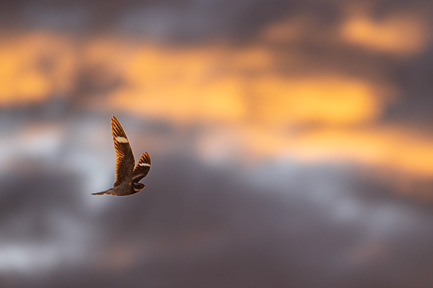 A common nighthawk hunts during a southern Alberta sunset.