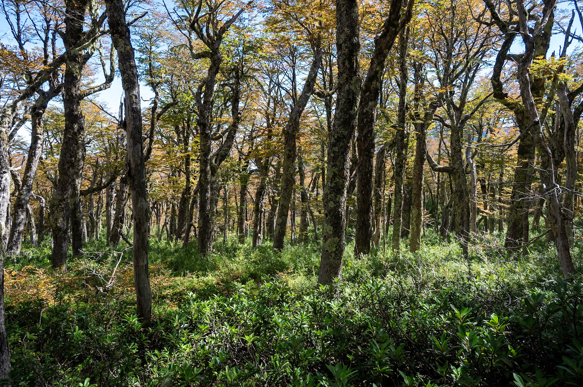 Forest around base of Villarrica Volanco, Pucon, Chile.