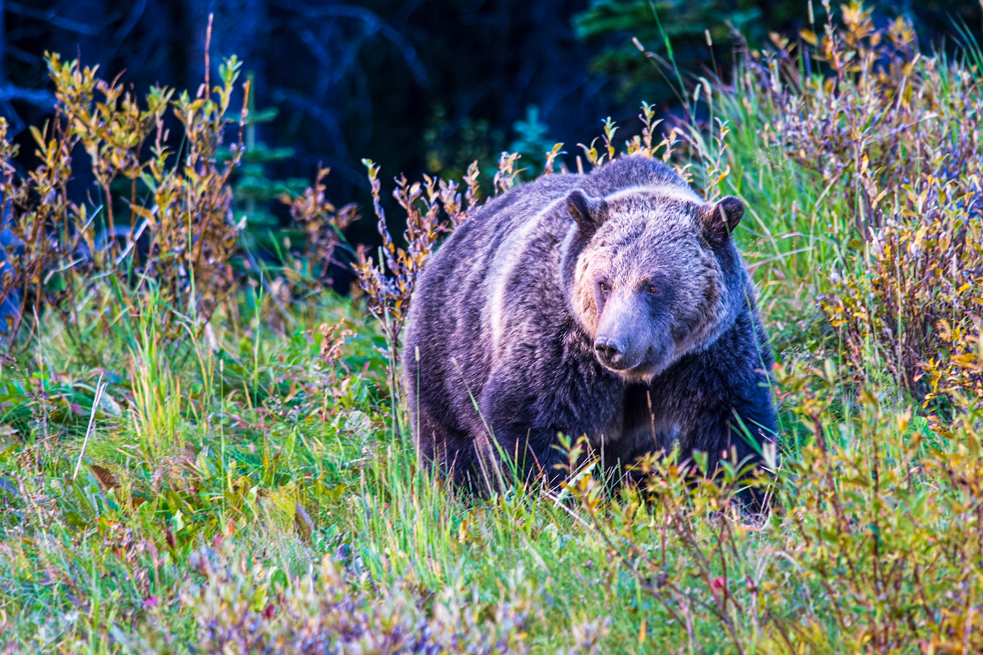 Grizzly bear foraging along a forest edge in the Canadian Rockies.
