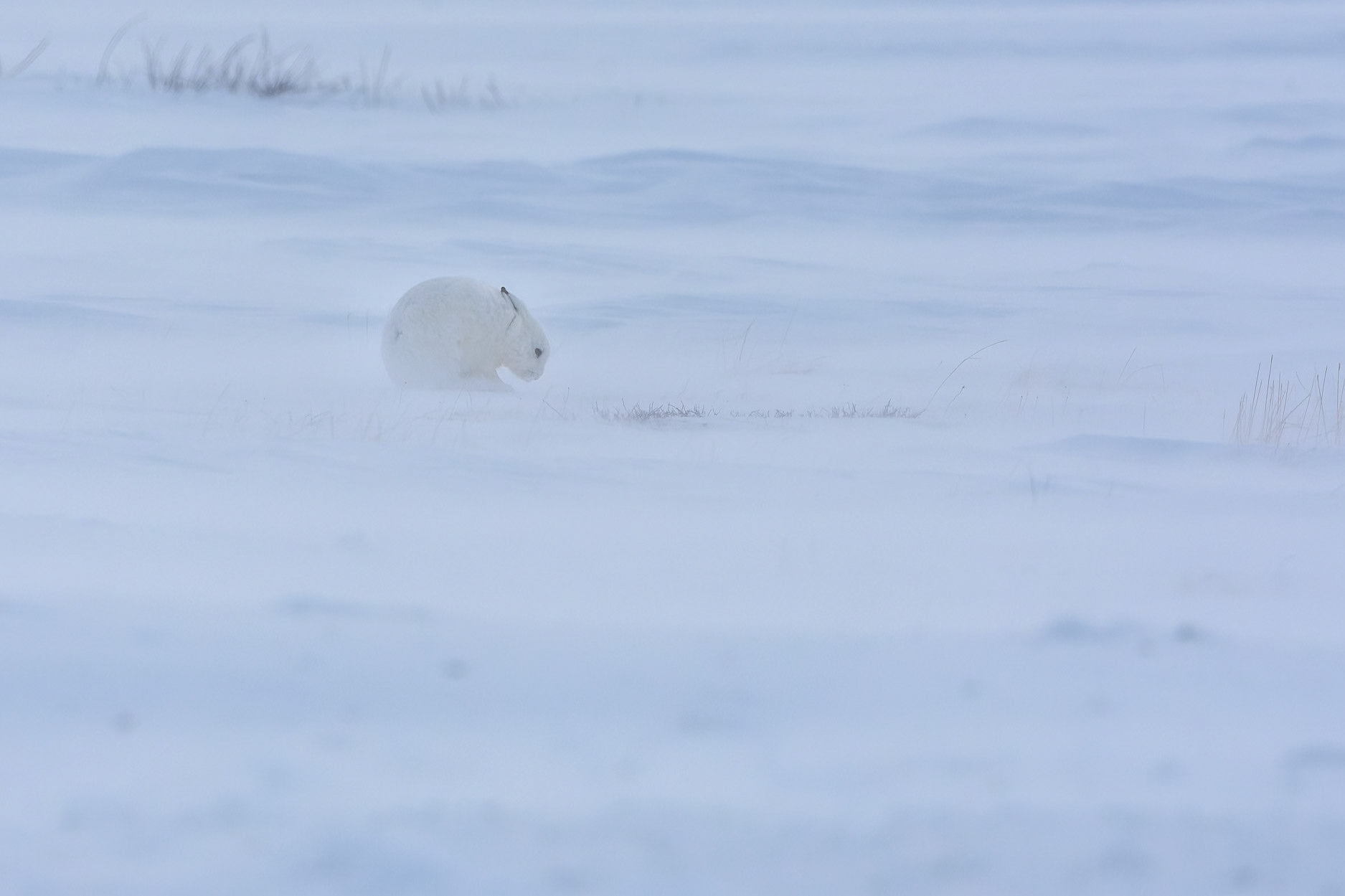 Artic hare braving high winds in the Canadian arctic.