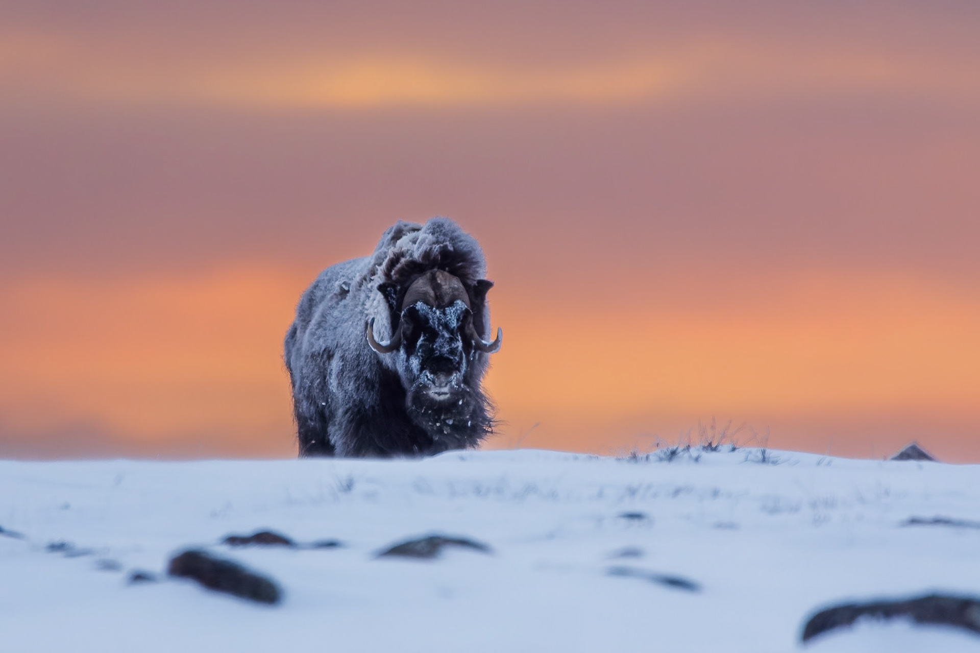 A frosted muskox crests a hill during a beautiful arctic sunrise.