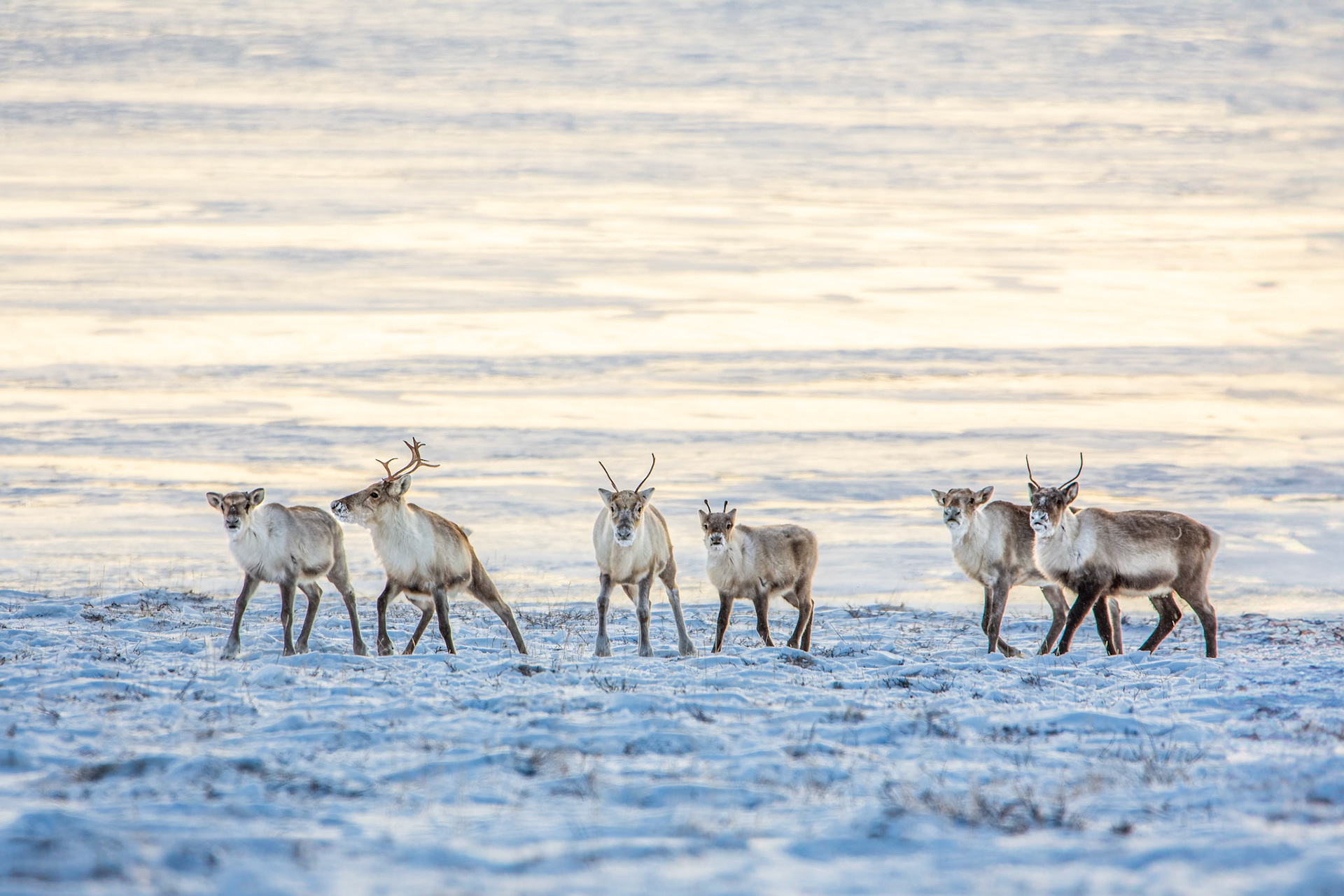 Barren-ground caribou stop at the edge of a frozen lake during fall migration.
