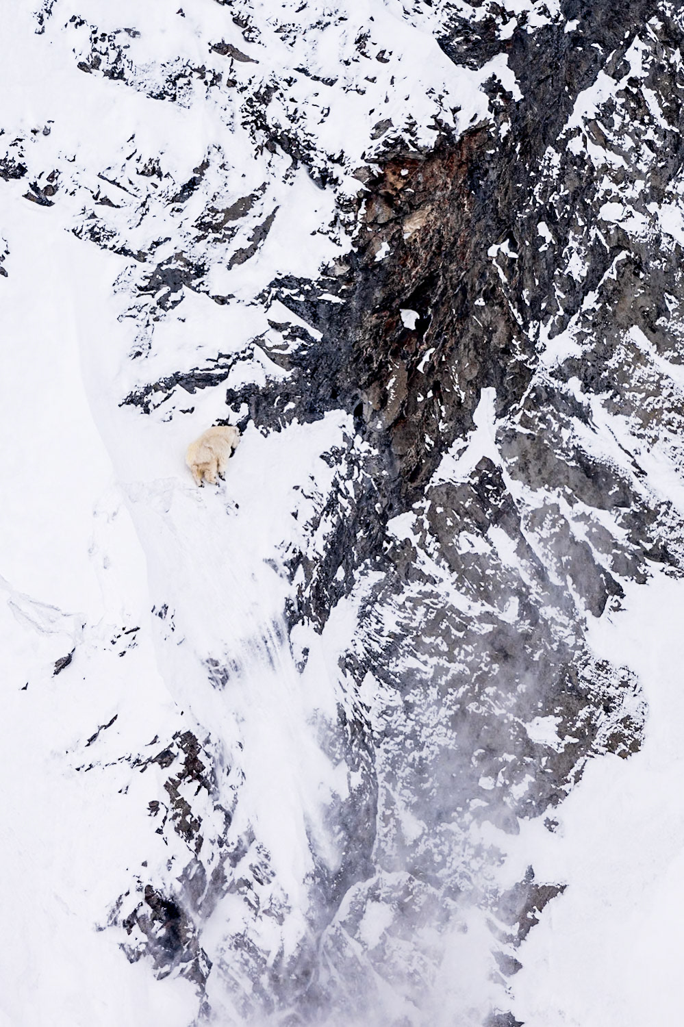 Mountain goat wanders along the edge of a snow-covered cliff.