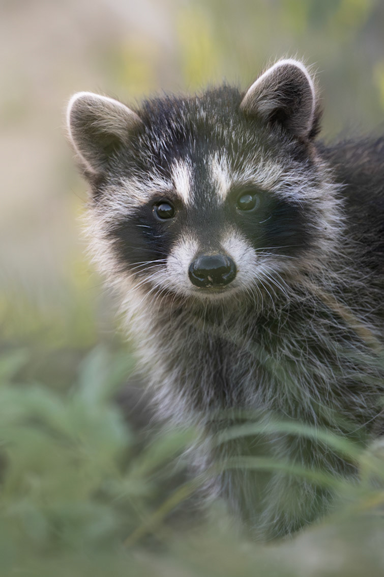 Curious juvenile raccoon in Writing-on-Stone Provincial Park in Alberta.