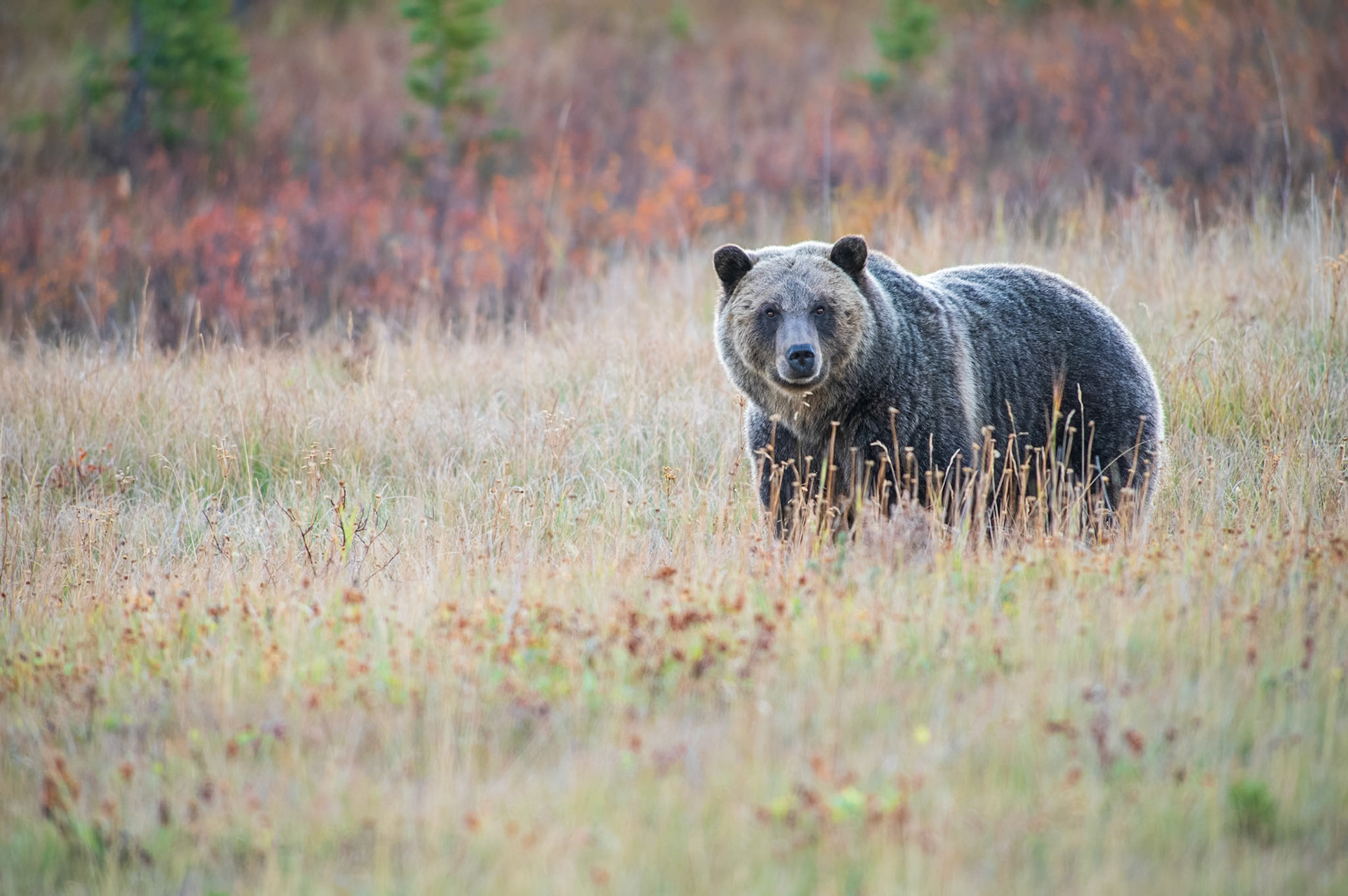 A sow grizzly bear in morning light.