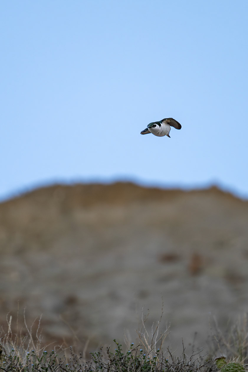 Bank swallow dives amongst the rock formations in Dinosaur Provincial Park, Alberta.