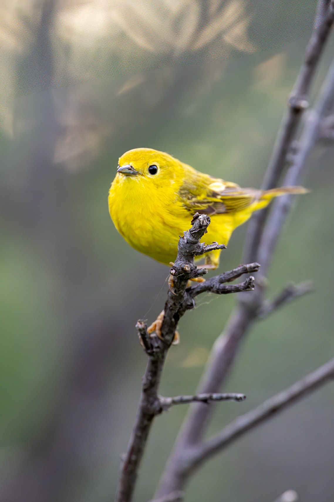 Yellow warbler in Dinosaur Provincial Park, Alberta.