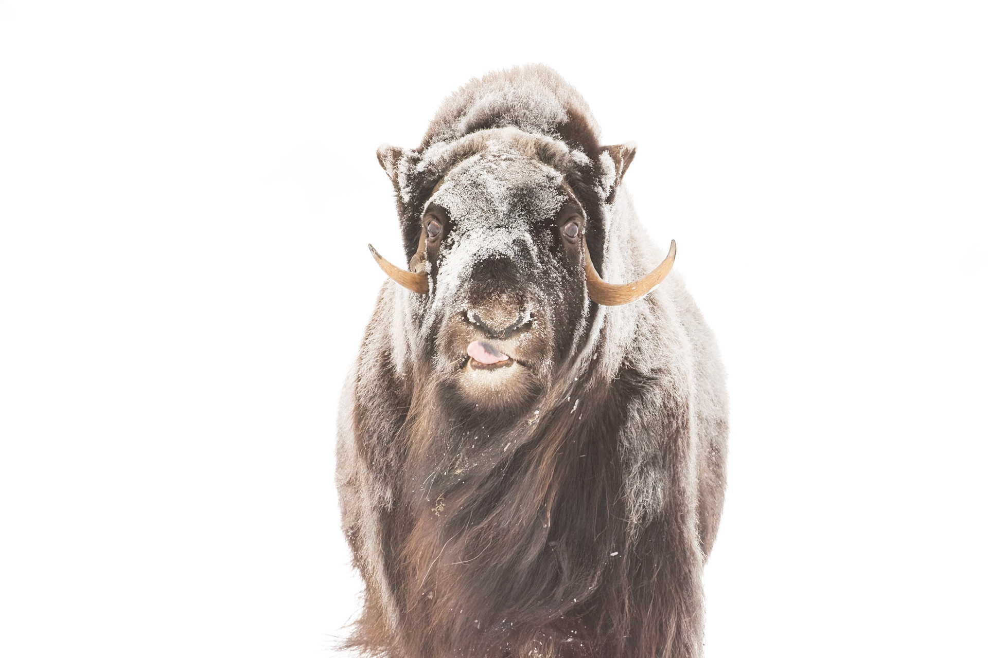 A muskox playfully sticks their tongue out during a break from foraging.
