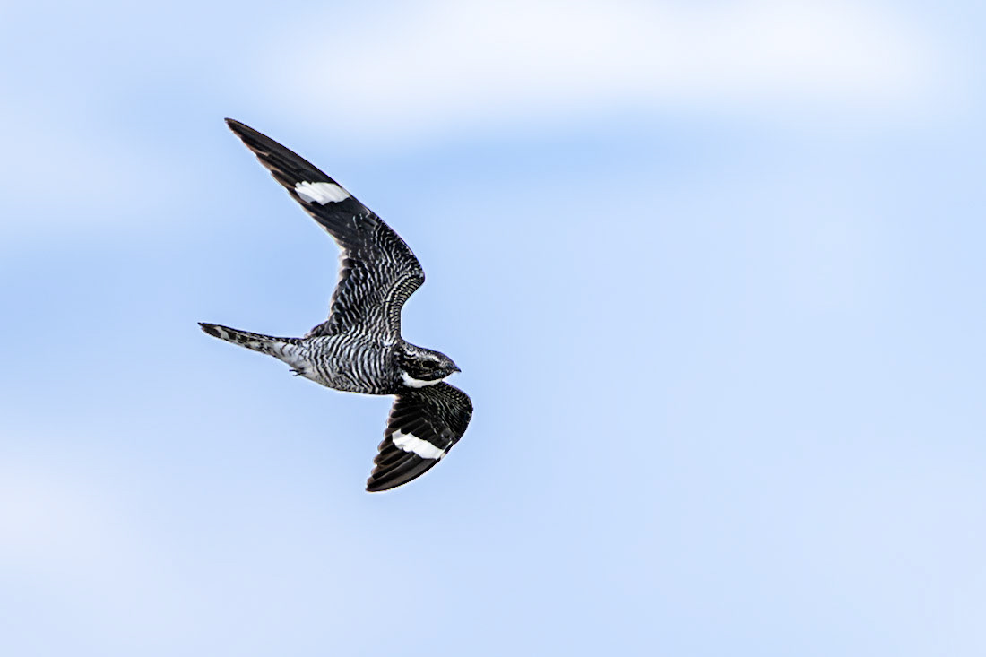 A common nighthawk prepares for another hunting dive in southern Alberta.