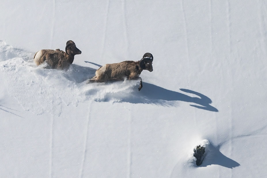 Bighorn sheep bounding through snow.