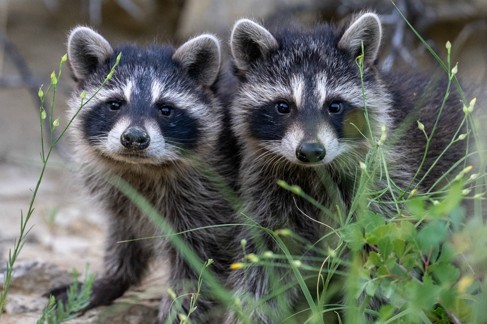 Raccoon in Writing-on-Stone Provincial Park in Alberta.
