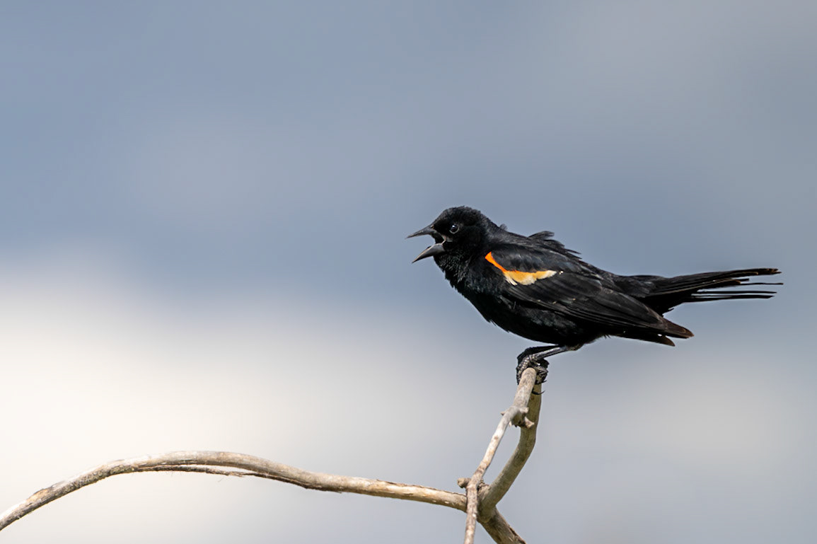 Red-winged blackbird calls from a perch in southern Alberta
