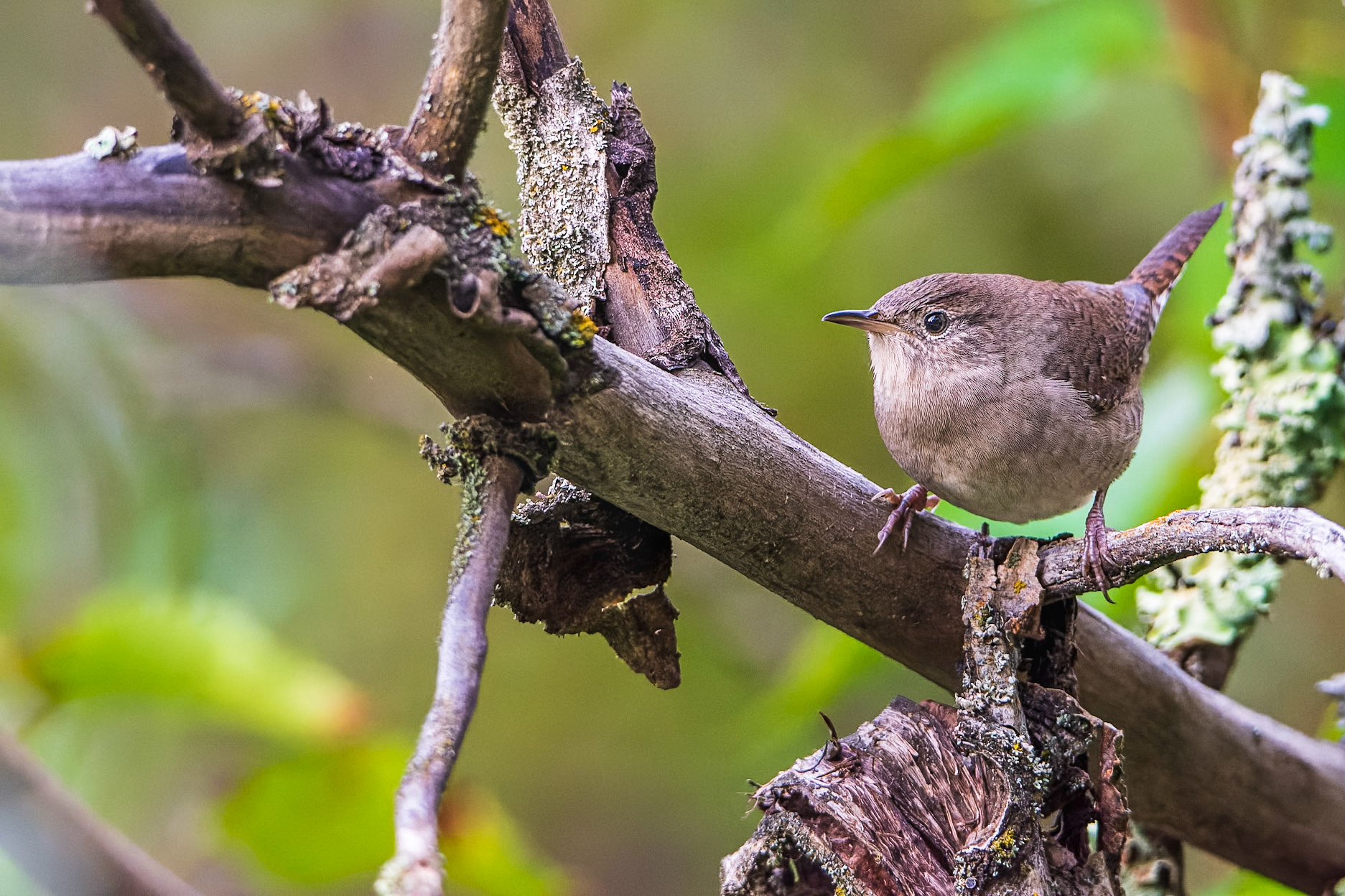 Marsh wren