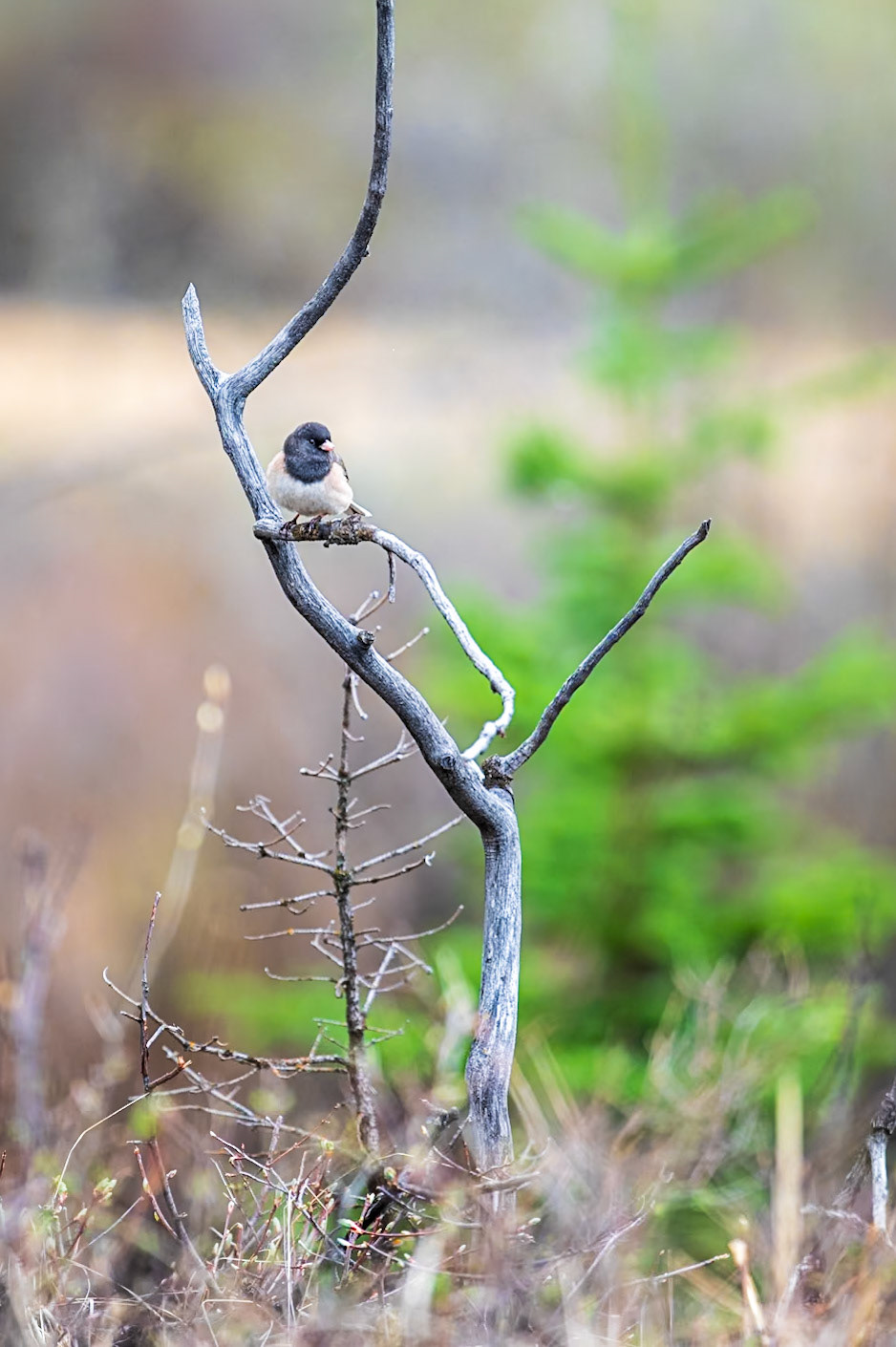Dark-eyed junco pauses atop a dead tree branch.